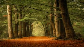 Beukenlaan in herfstsfeer.