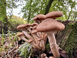 Paddenstoelen spotten.