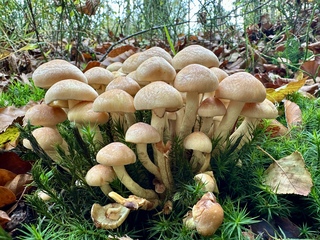 Paddenstoelen spotten.