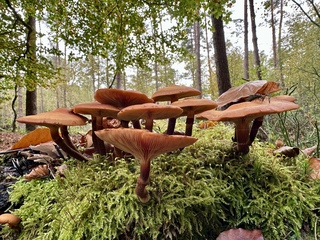 Herfstkleuren.