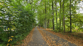 Veel bomen ook nog aardig groen
