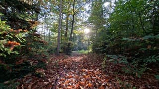 Herfst: pad van bladeren in het bos