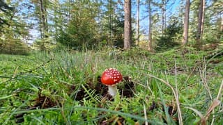 De mooie welbekende rode paddenstoel, vliegenzwam in het bos
