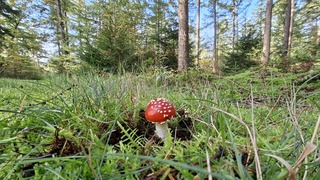 De mooie welbekende rode paddenstoel, vliegenzwam in het bos