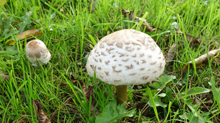 Paddenstoelen.