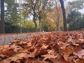 Herfsttapijt in Bosch en Duin
