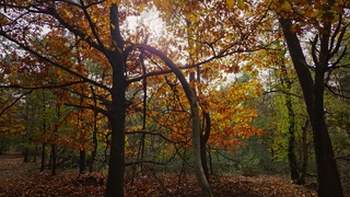 Herfst