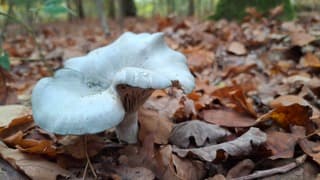 Mooie paddenstoel ik weet de naam niet 