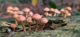 Veel kleine paddenstoelen op een boomstronk in het drentse bos 