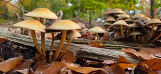 Paddenstoelen en herfstbladeren in het drentse bos 