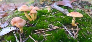 Kleine paddenstoelen tussen het mos in het drentse bos 