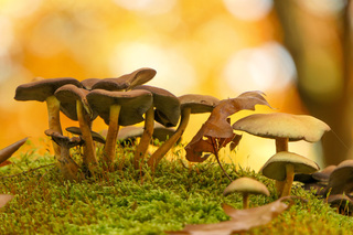 Paddenstoelen in zonlicht