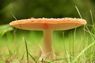 Rood met witten stippen......