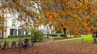 Afgevallen herfstbladeren