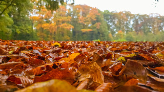 Herfstbladeren