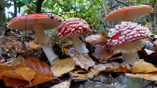 Paddenstoelen.