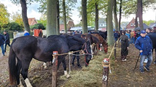 Zuidlaarder paardenmarkt