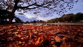 Herstavond De Maashorst