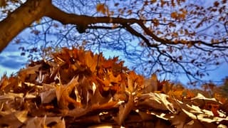 Stapels Herfst ? blad 