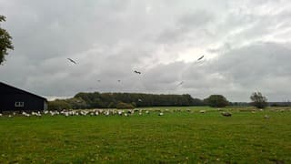 Ooievaars zoeken gezelschap op bij de schaapjes in een bewolkt en nat Staphorst beging van de middag