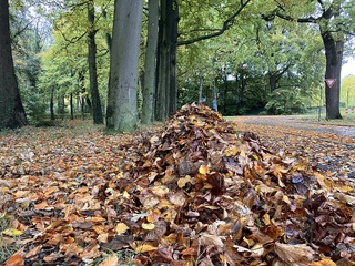 Herfstbladeren 