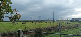 Alpaca's in de herfst