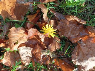 een paardenbloem in de herfst