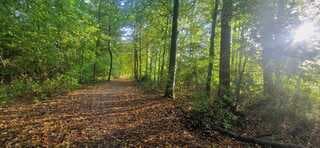 Bos met zon en veel herfstbladeren