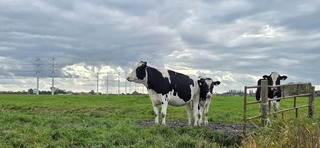 Koeien en bewolking in de provincie Groningen vanmiddag 