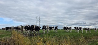 Koeien en bewolking in de provincie Groningen vanmiddag 