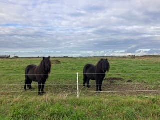 Pony’s en wolkenlucht 