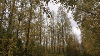 De bomen gaan morgen vast en zeker veel blad verliezen 