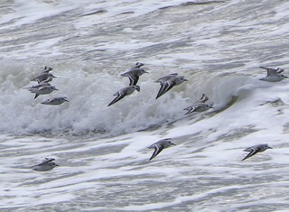 Drieteenstrandlopers