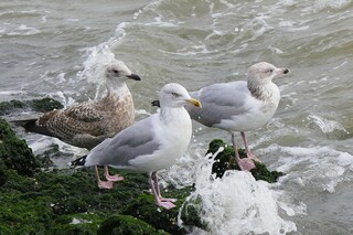 Meeuwen