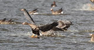 Natuurgebied De leijen 
