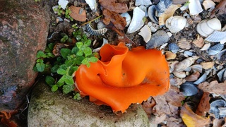 Code oranje #herfst