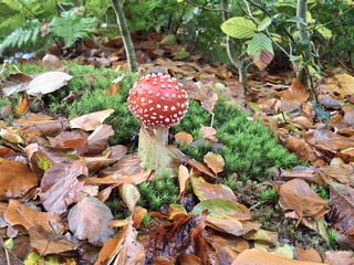 Paddenstoelen zoeken