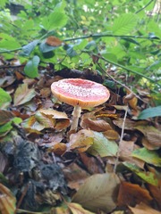 Prachtige paddenstoelen 