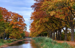En na de storm zijn deze bomen al het mooi gekleurde blad kwijt...nog even genieten