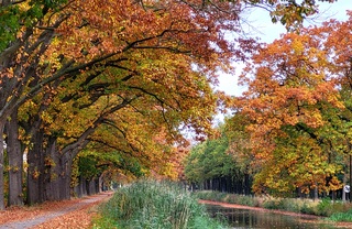En na de storm zijn deze bomen al het mooi gekleurde blad kwijt...nog even genieten
