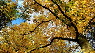 En na de storm zijn deze bomen al het mooi gekleurde blad kwijt...nog even genieten