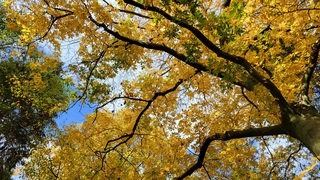 En na de storm zijn deze bomen al het mooi gekleurde blad kwijt...nog even genieten