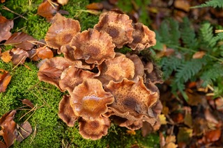 Paddestoelen 