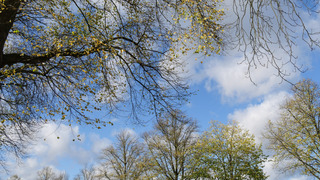 Storm Benjamin zorgde voor extra bladval 