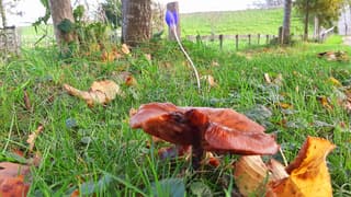 Herfst doet intrede