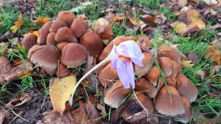 Zomer maakt plaats voor herfst