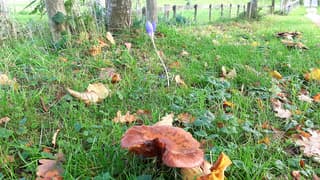 Herfst doet z'n intrede