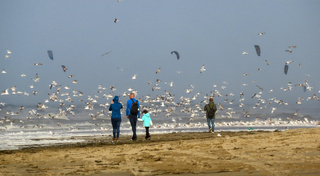 heel veel meeuwen