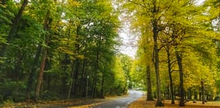 Kleurrijk in de bossen rondom Bonn