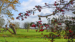 Even voor het ging regenen
